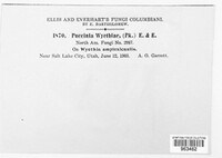 Puccinia wyethiae image